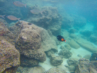 Snorkeling at Shark s Cove, North shore, Oahu, Hawaii
