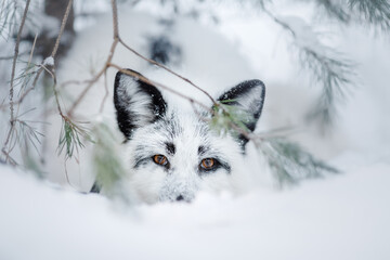 white fluffy fox in the snow. wild animal in nature