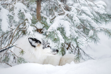 Obraz premium white fluffy fox in the snow. wild animal in nature