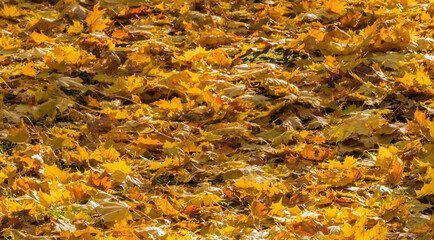 Autumn Leaves in bright Sunlight 