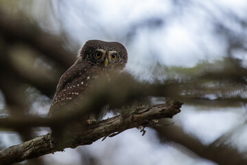Portrait of cute little owl sitting on the branch. Eurasian pygmy owl, wildlife, Slovakia.