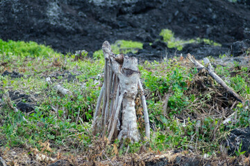 Trunk standing with a raised fist