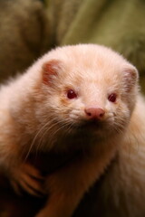 white fluffy domestic ferret in woman hands, close-up