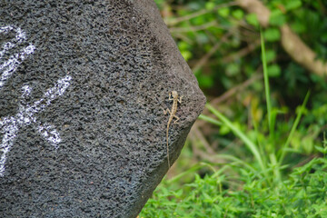 Lizard on a lava stone