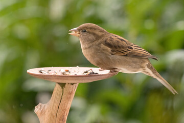 Haussperling, Spatz (weibl.)