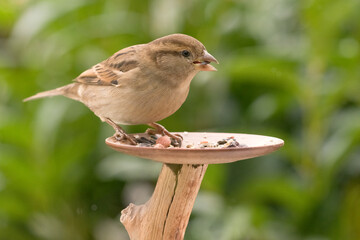 Haussperling, Spatz (weibl.)