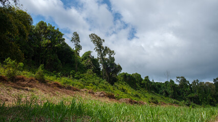 Obraz premium Lush Vegetation in the tropical forest