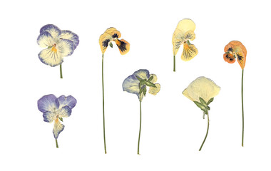 Pressed and dried meadow flowers. Scanned image. Vintage herbarium. Composition of the white, orange and blue flowers on a white background.