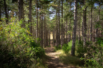 Obraz premium path between the forest trees