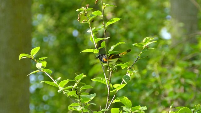 American Redstart frantically looking around before jumping off the branch it was sitting on