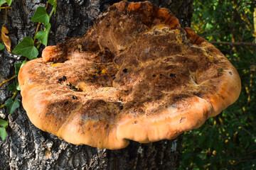 mushroom on the tree