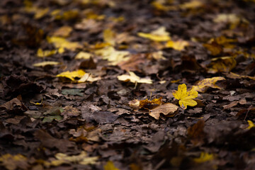 autumn leaves