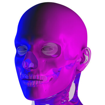 3d rendering illustraion of blule-pink uper skull