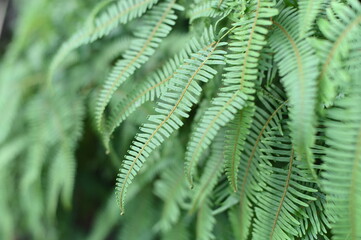 Fototapeta na wymiar Close-up of fern leaves against a blurred background.