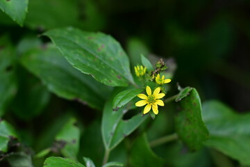 Obraz premium Close-up of Senecio Scandens against a blurred background.