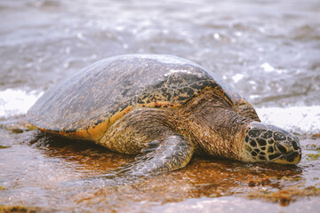 Turtles at Laniakea Beach, North Shore, Oahu, Hawaii