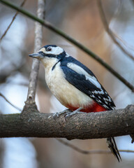 Obraz premium Woodpecker sitting on a tree branch close up in natural environment