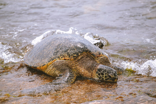 Turtles at Laniakea Beach, North Shore, Oahu, Hawaii