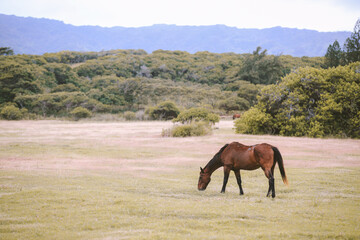 Horses in the ranch, North Shore, Oahu, Hawaii	