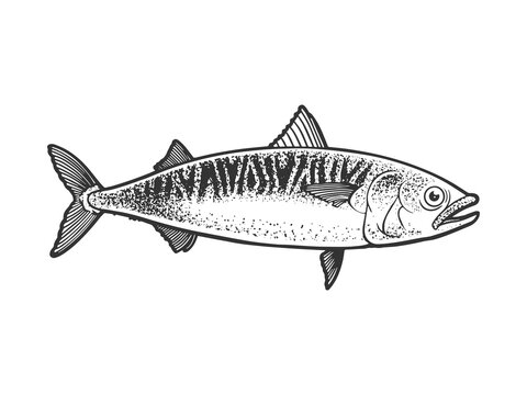 Atlantic mackerel scomber fish sketch engraving vector illustration. T-shirt apparel print design. Scratch board imitation. Black and white hand drawn image.