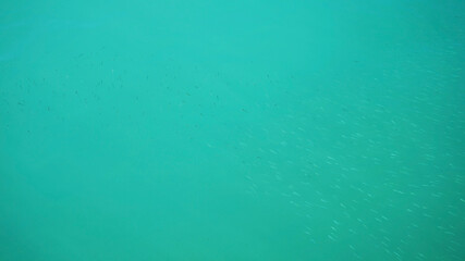 Top view of little fishes in the blue sea.