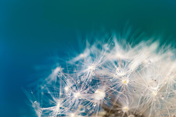 Beautiful fluffy dandelion ball with dew drops on a blurry background, macro photo of small details of nature
