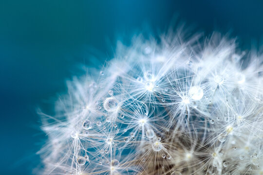 Beautiful fluffy dandelion ball with dew drops on a blurry background, macro photography of small details of nature