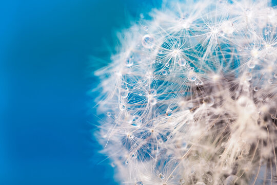 Beautiful fluffy dandelion ball with dew drops on a blue background, macro photo of small details of nature