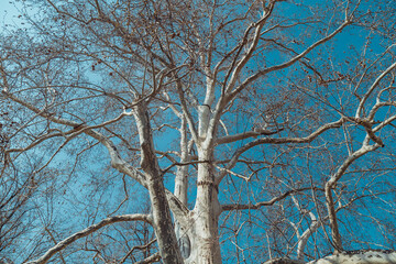 tree in winter