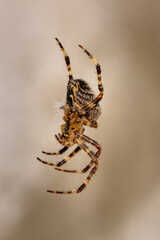 Macro photography of a spider.