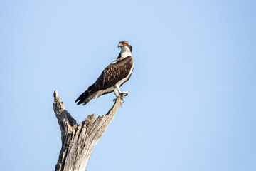 Juvenile osprey Pandion haliaetus perching on a old tree looking over its shoulder with blue sky...