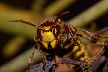 Macro photogyaphy of Vespa Crabro