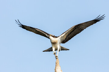 Juvenile osprey Pandion haliaetus perching on a old tree speading its wings with blue sky background
