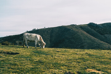 A white cow grazing in a meadow