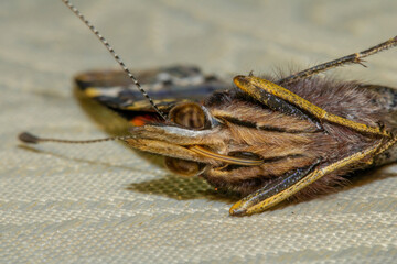 Macro phtography of butterfly