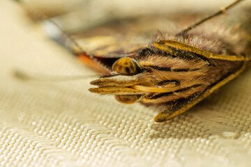 Macro phtography of butterfly
