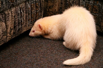 A white domestic ferret in the living room