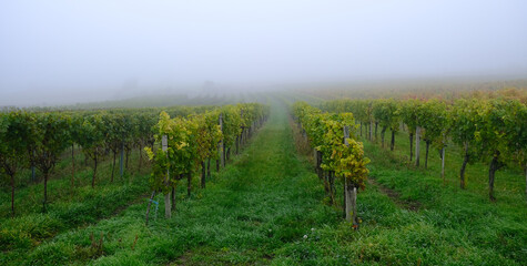 Fototapeta na wymiar autumn vineyards in the mist
