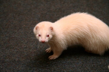 A white domestic ferret in the living room