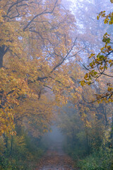 beautiful autumn trees in the mist 