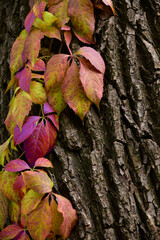 Multicolored branch of wild grapes on a tree. Close-up. Bright autumn vertical background.