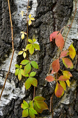 Multicolored branches of wild grapes on a birch tree. Close-up. Bright autumn vertical background.