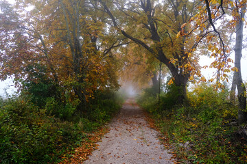 autumn tree alley 