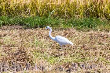 稲刈り後、エサを探すサギ