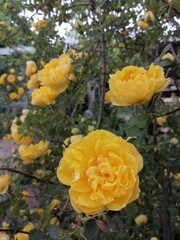 yellow rose bush