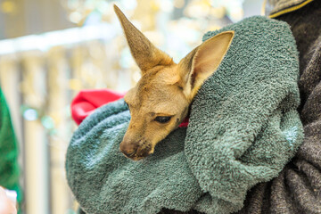 Tourist holding kangaroo joey in Australia. Interacting with cute kangaroo orphan for three months. Australian Marsupial in South Australia, Central Australia or Red Center. © bennymarty