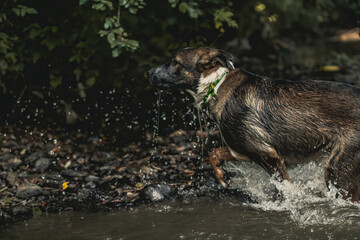 Dog having fun in river.