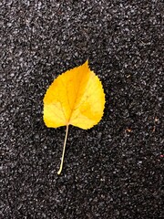 yellow leaf on the floor