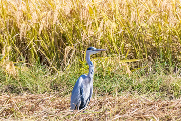 稲刈り後、エサを探すサギ