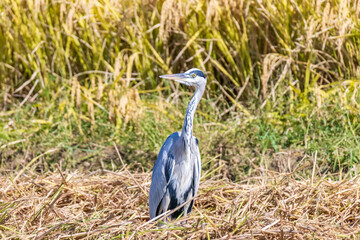 稲刈り後、エサを探すサギ